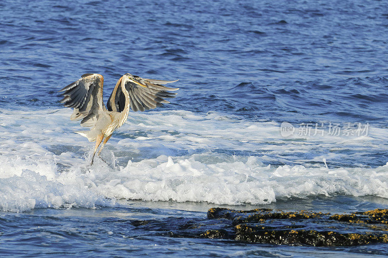 保持裙子干燥——大蓝鹭(Ardea herodias)